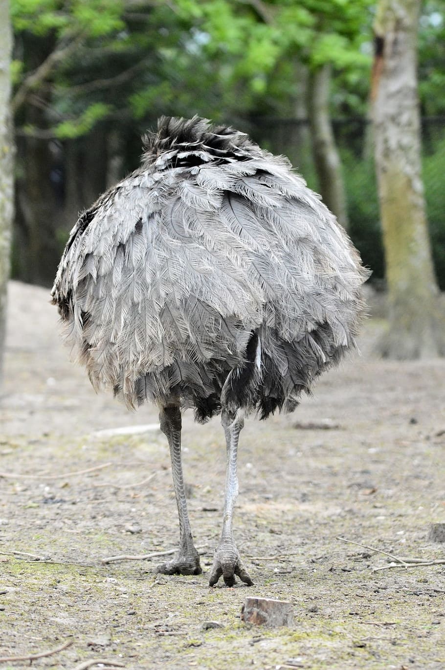 Emu, Ostrich, Cassowary, Bird, Wings, feather, wildlife, beak, HD wallpaper