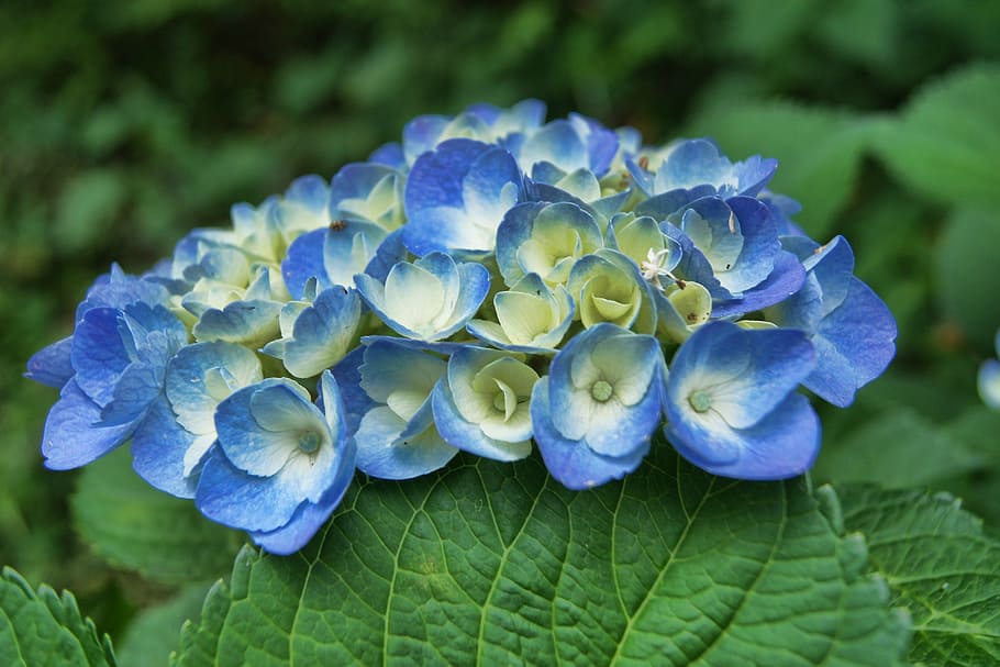 hydrangea, blue, flower, plant, nature, summer, floral, garden HD wallpaper