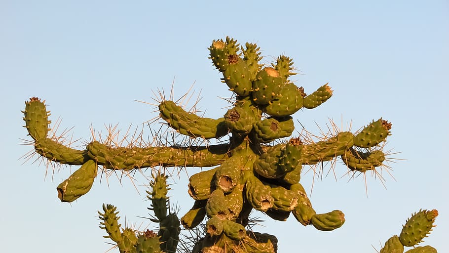 Cactus, Thorns, Sharp, Nature, Plant, tree, clear sky, day HD wallpaper