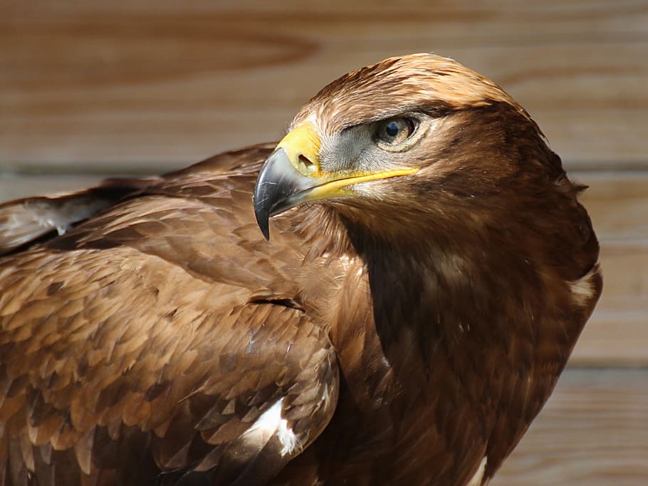 shallow focus photography of brown hawk, birds, eagle, predator HD wallpaper