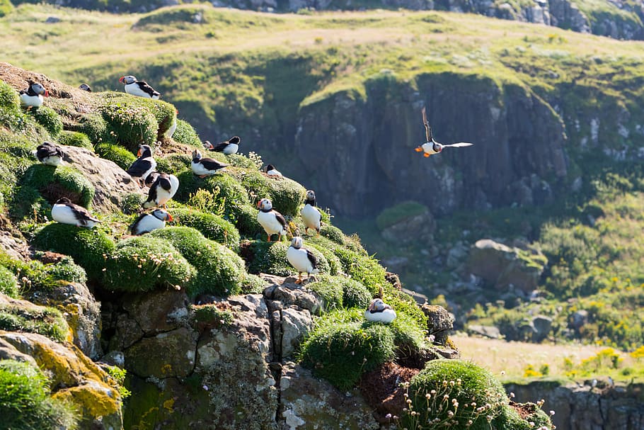 flock of puffin birds on green mountains, black and white animals standing on peak near mountains HD wallpaper
