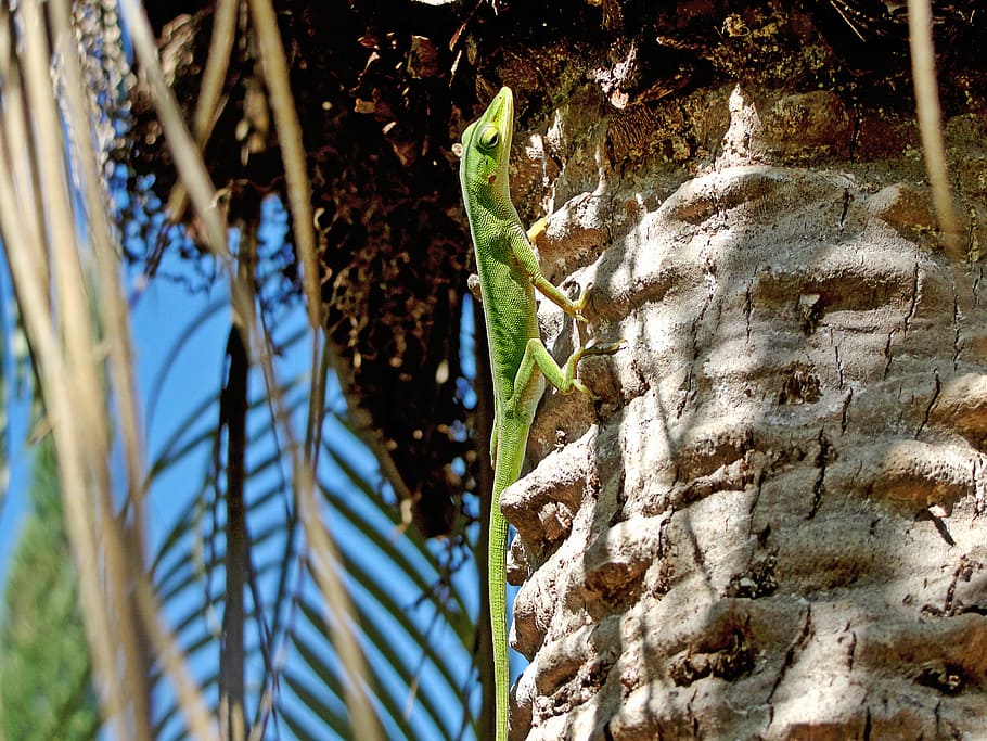 green lizard, palm tree, nature, plant, growth, day, trunk HD wallpaper
