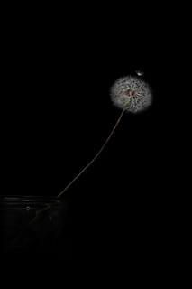 white dandelion with black background, white dandelion, surface HD wallpaper