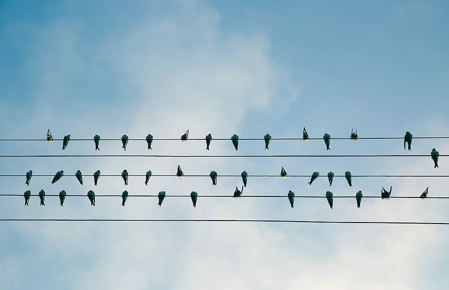 flock of birds on electric wire, lot of bird resting on electric wire, HD wallpaper