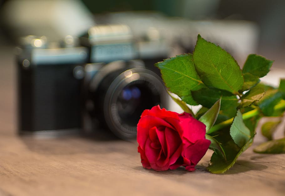 selective focus photography of red rose on top of brown wooden surface in front of DSLR camera