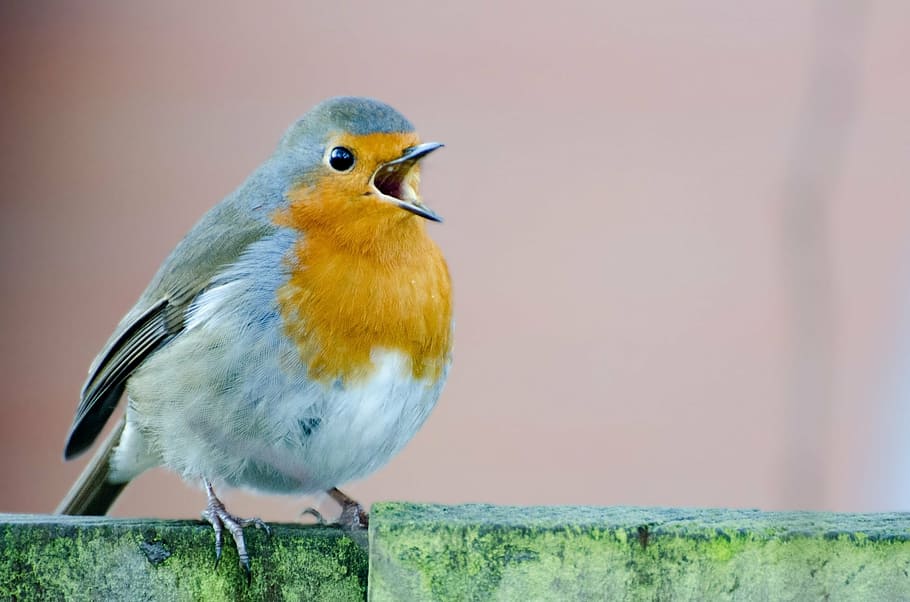 brown and gray bird, robin, nobody, white, spring, rubecula HD wallpaper