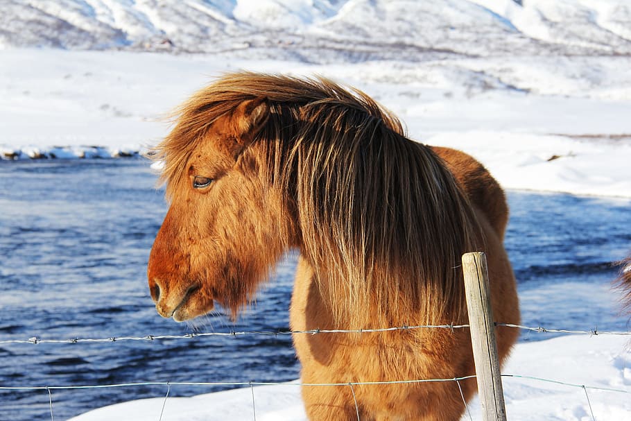 brown donkey near fence, beautiful, unique, cute, odd, icelandic HD wallpaper