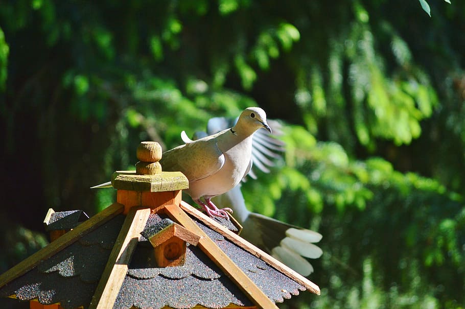 dove, bird, collared, nature, city pigeon, poultry, wing, foraging HD wallpaper