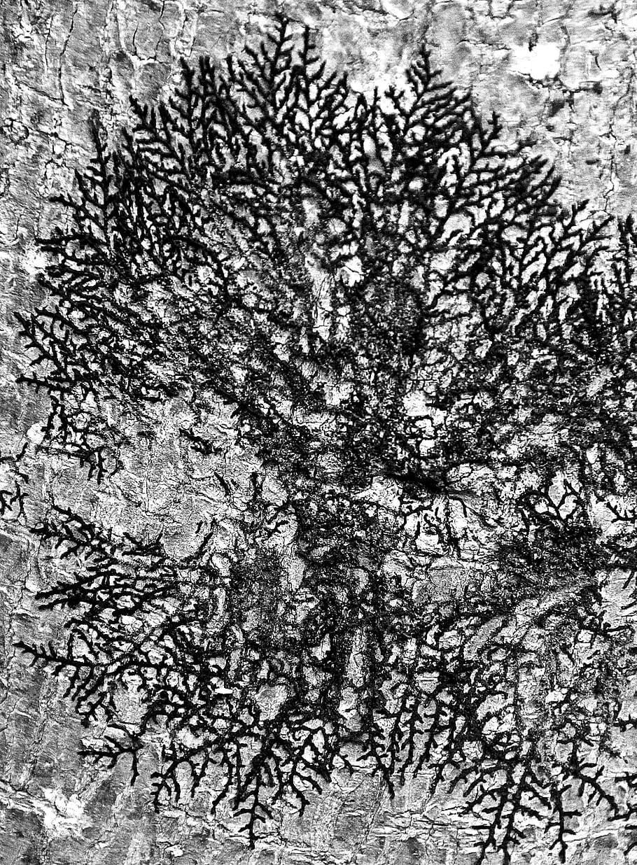 lichen, tree, bark, pattern, black, queensland, australia, plant HD wallpaper