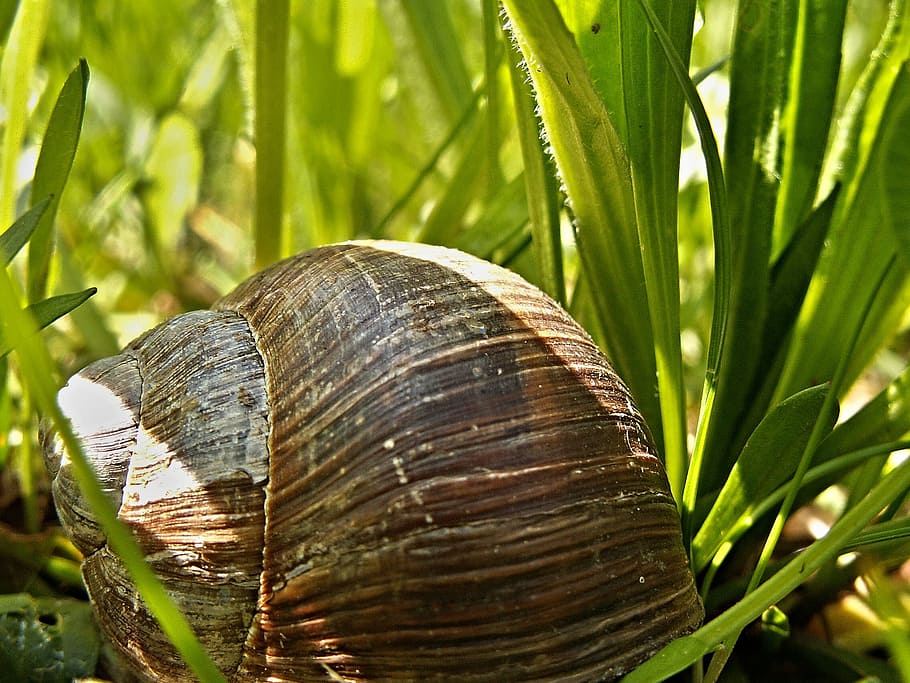 Conch, Snail, Macro, Grass, snail macro, plant, close-up, nature HD wallpaper