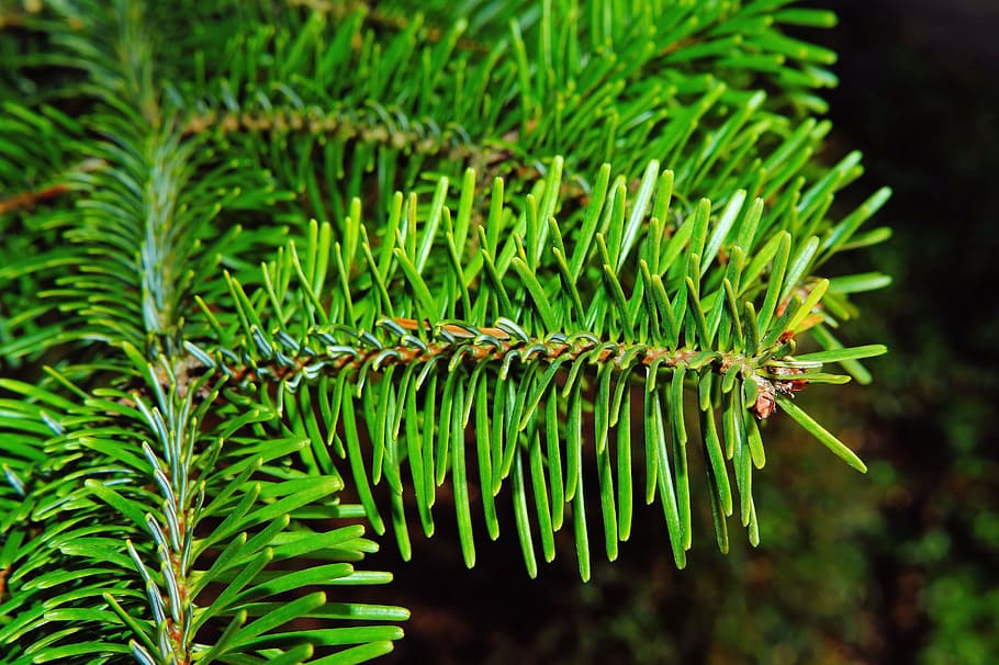 fir, pine needles, periwinkle, winter, tannenzweig, branch HD wallpaper