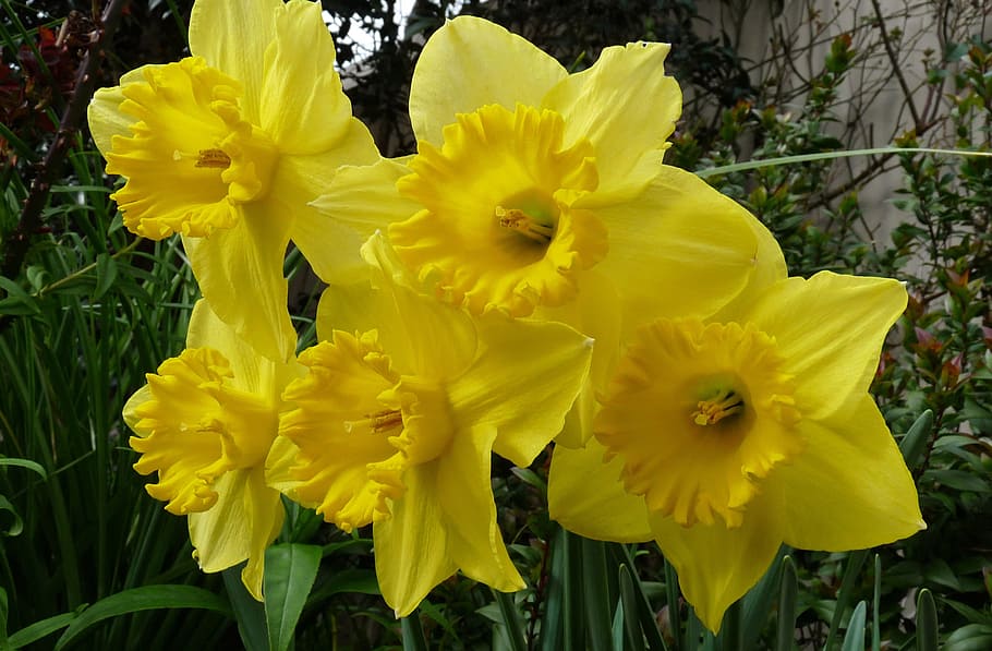 daffodils, blooms, spring, flowering plant, yellow, vulnerability HD wallpaper