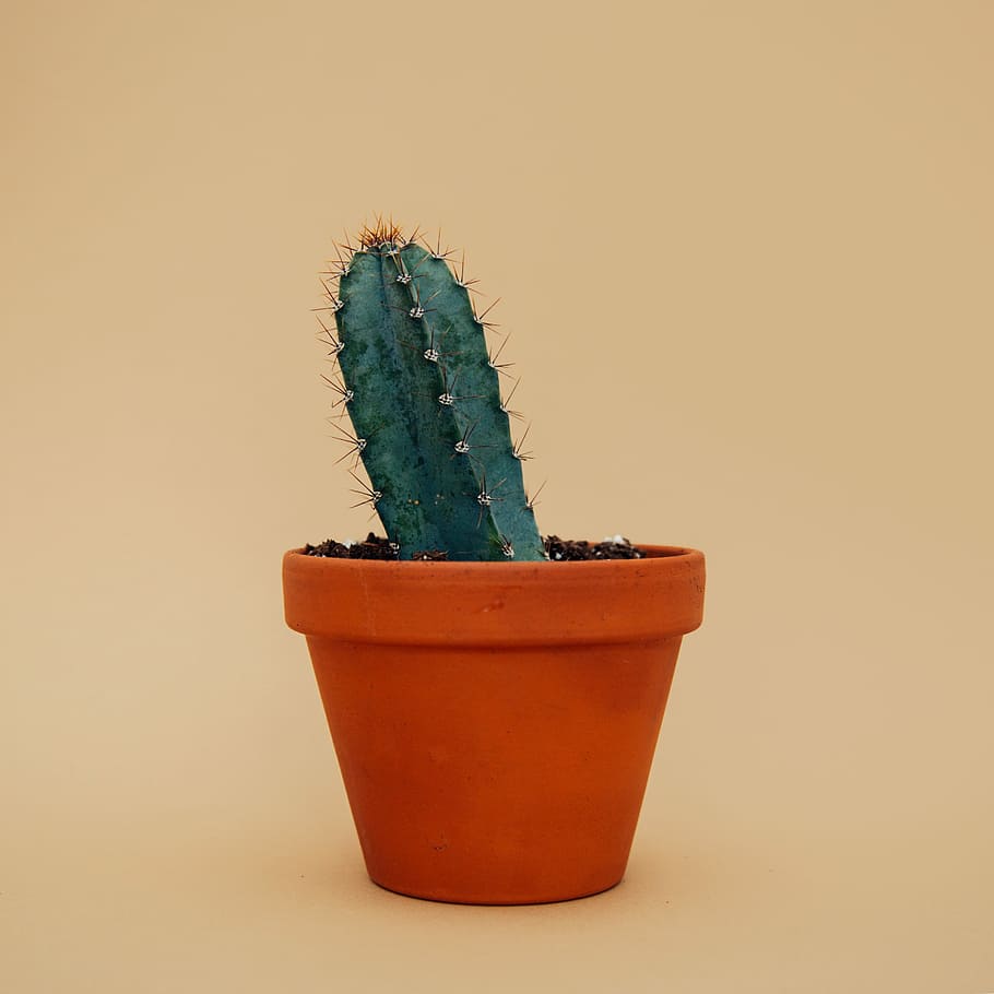 green potted cactus, green cactus plant on brown pot, potted plant, HD wallpaper