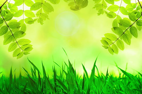 green grass near green leaf plant, spring, leaves, tree, easter HD wallpaper