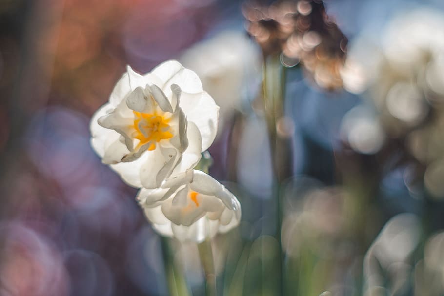 Spring, Flower, Daffodil, Bokeh, M42, colors, fragility, petal HD wallpaper