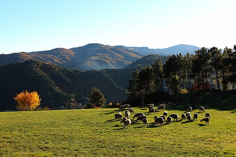 sheep, fall, mountain, prairie, landscape, summer, pasture HD wallpaper