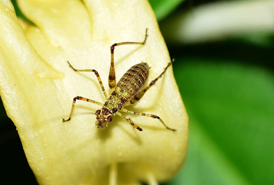 insects, grasshoppers, grillo, animal themes, invertebrate HD wallpaper