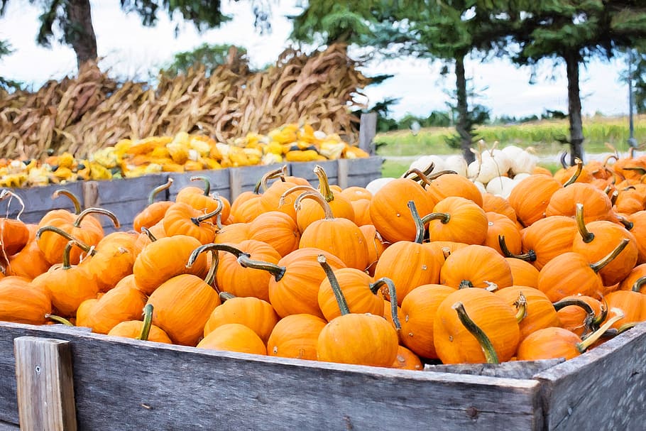orange squash on trailer, pumpkins, autumn, fall, decoration HD wallpaper