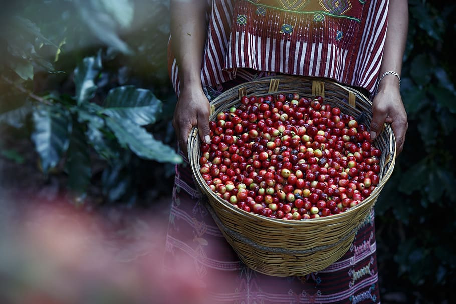 woman carrying basket of coffee, coffee beans, container, food and drink HD wallpaper