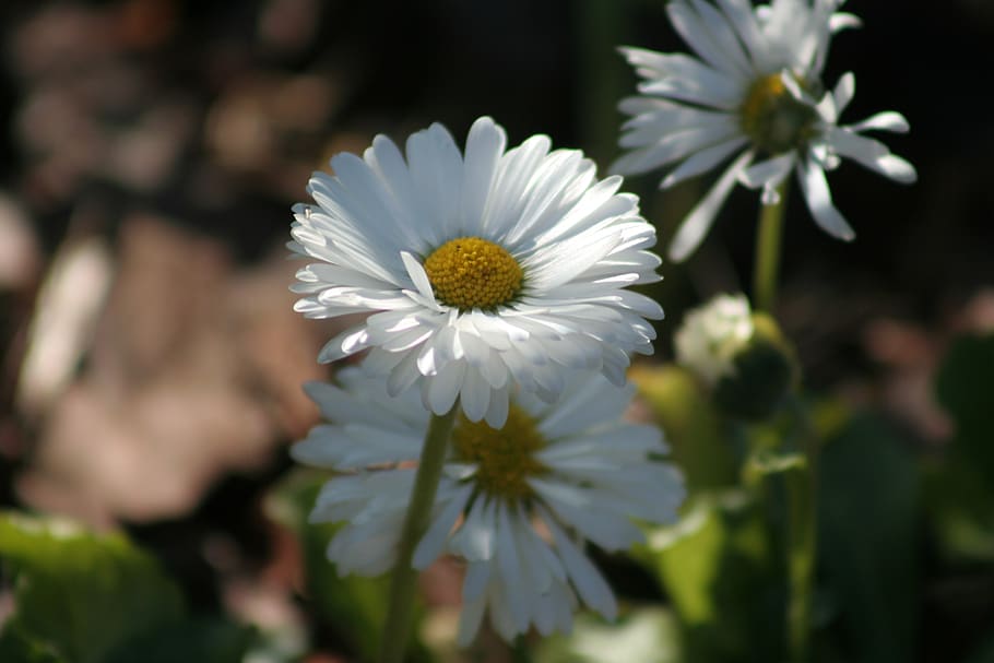 nature, flower, plant, leaf, summer, flowering plant, fragility HD wallpaper
