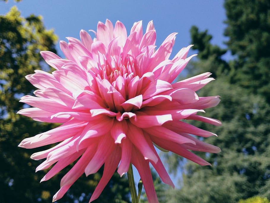flower, spring, pink, pretty, flowering plant, vulnerability HD wallpaper