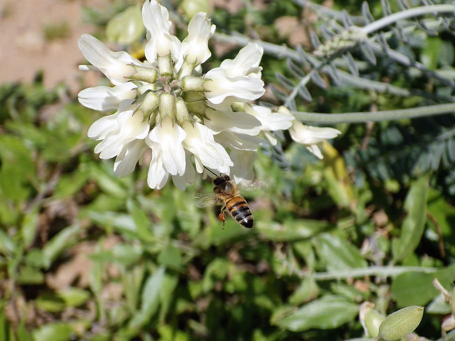 Spring, Flower, Bee, Insect, Pollination, animals in the wild HD wallpaper