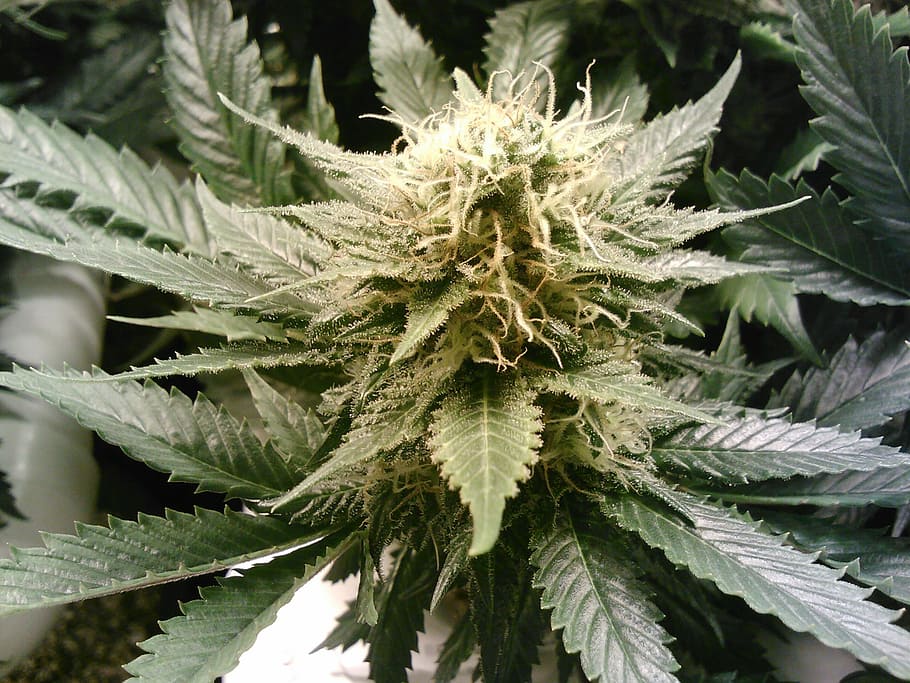 showing Marijuana flower, weed, cannabis, hash, buds, hemp, thc