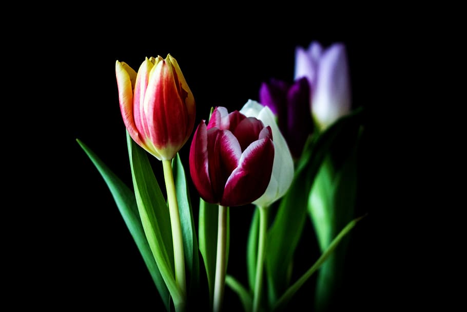 assorted-color tulip flowers in selective focus photography, nature