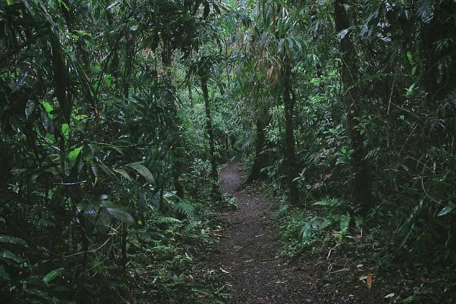 pathway surrounded green plants and trees, green trees, woodland HD wallpaper