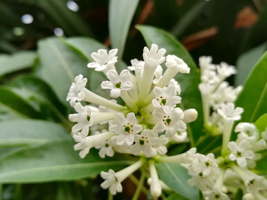 flowers, white, flowering night, plant, flowering plant, fragility HD wallpaper