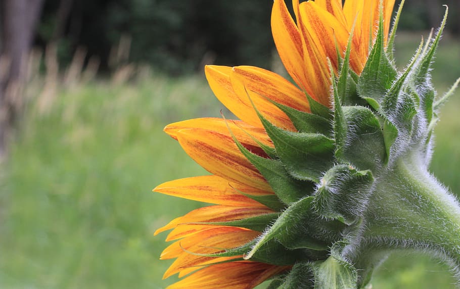 sunflower, petals, head, back, backside, green, yellow, copy space HD wallpaper