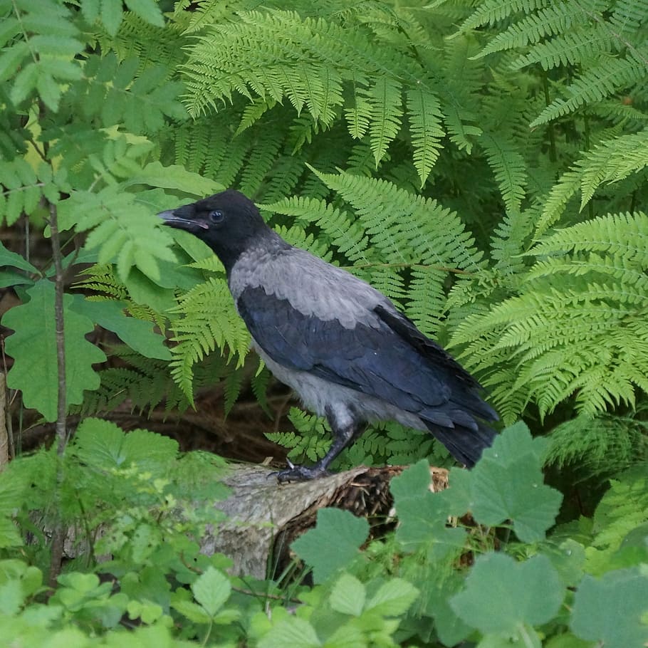 crow, corvus corone cornix, bird, nature, animal, wildlife HD wallpaper