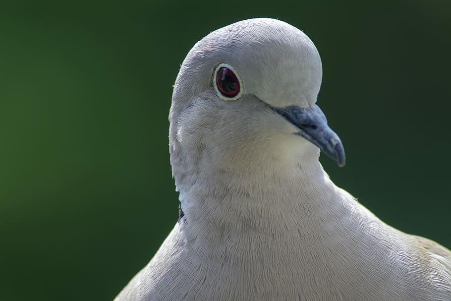dove, collared, portrait, bird, nature, one animal, vertebrate HD wallpaper