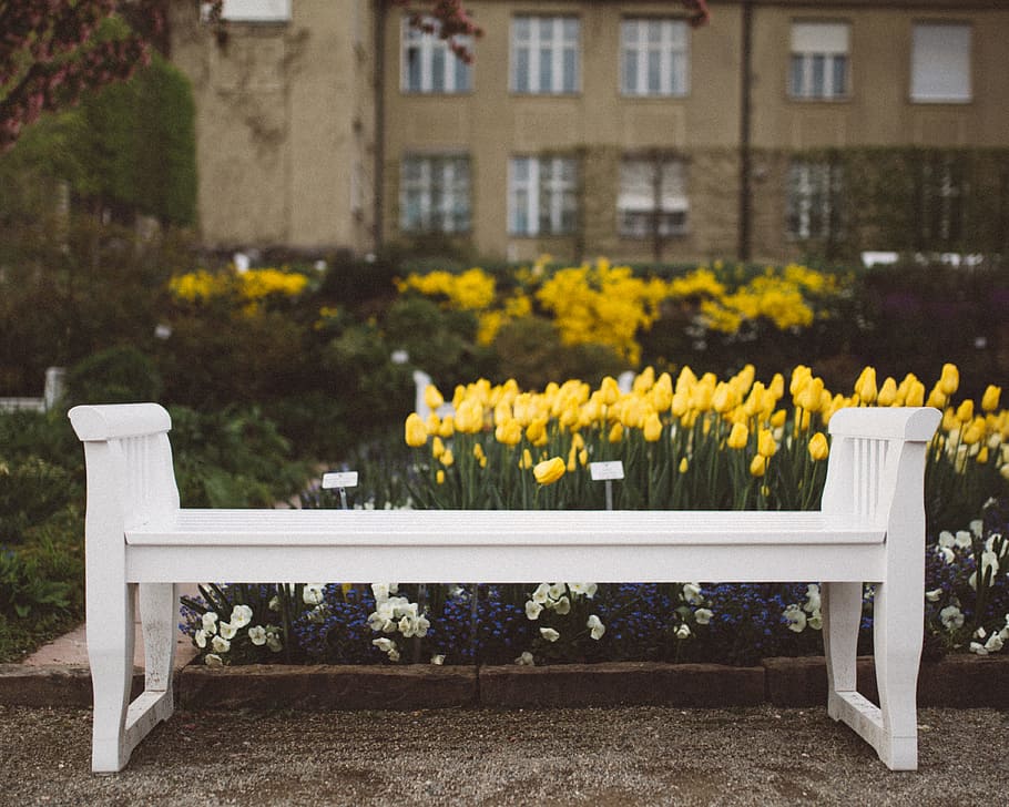white wooden bench in front of yellow petaled flowers, white wooden bench beside yellow petaled flowers during daytime