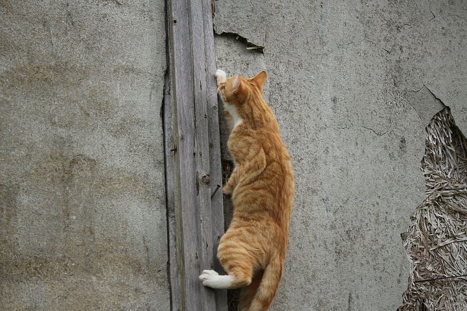 Kitten, Aviary, Mackerel, Red Cat, red mackerel tabby, young cat HD wallpaper