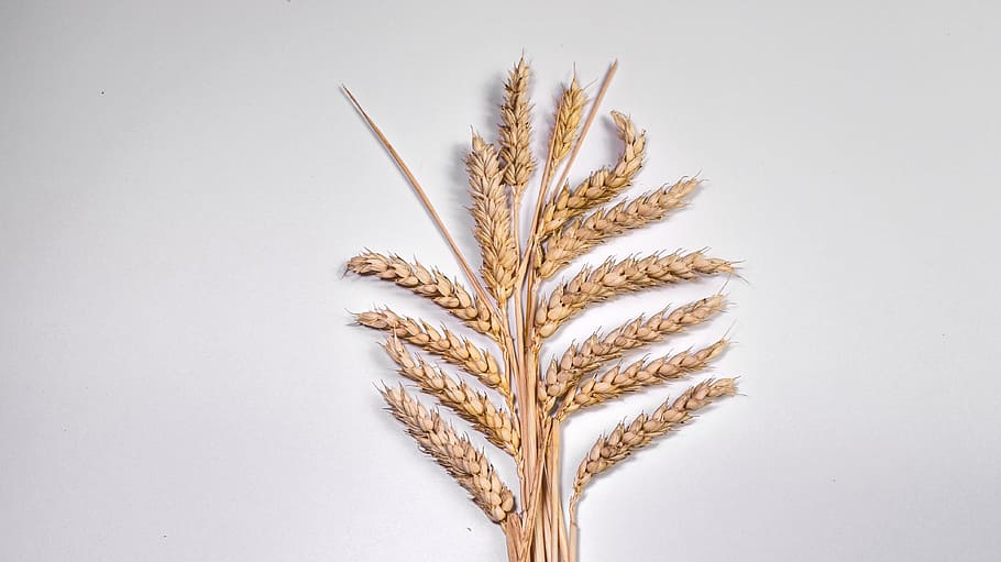 ear, grain, corn on the cob, wheat, klasky, food and drink HD wallpaper