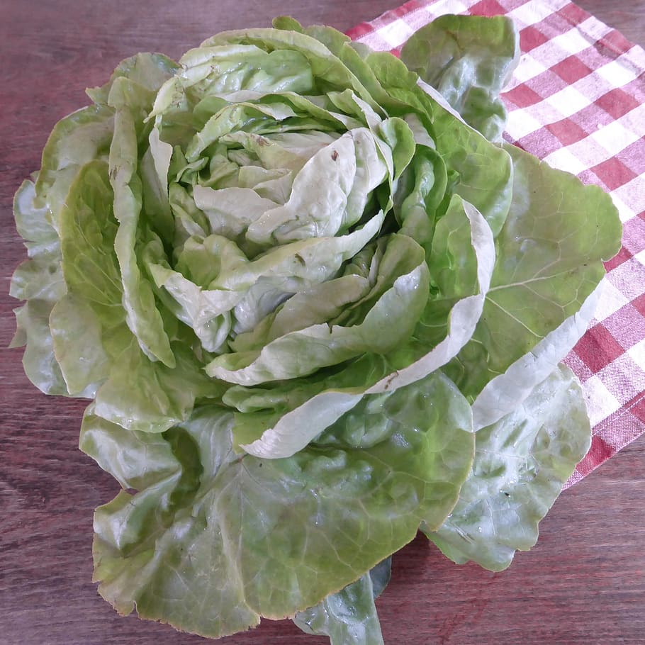 HD wallpaper: lettuce, green, bio, salad, leaf lettuce, cold dishes