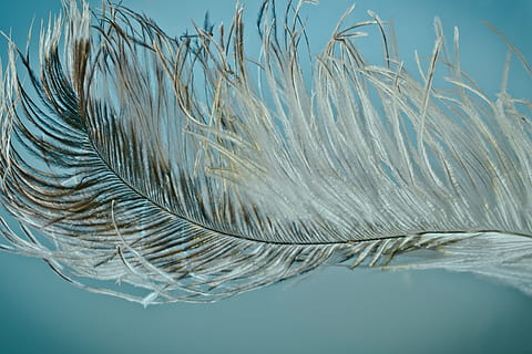 closeup photography of grey feather, strauss spring, ease, bird feather HD wallpaper