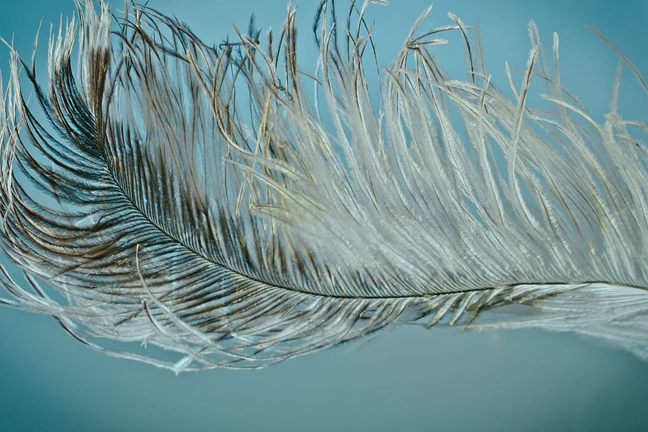 closeup photography of grey feather, strauss spring, ease, bird feather HD wallpaper