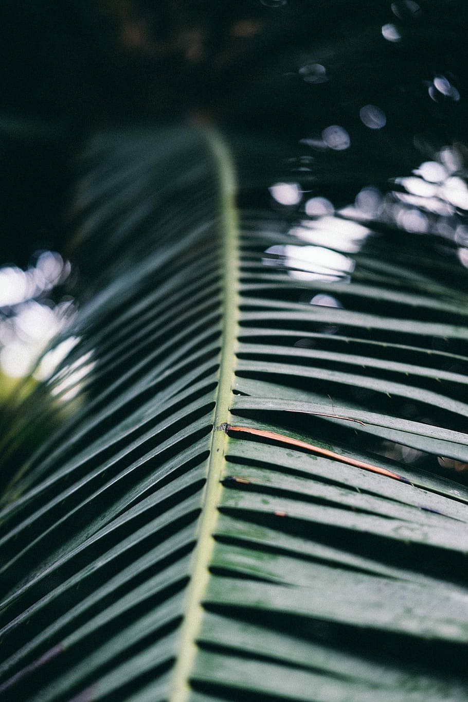 shallow focus photography of green leaf, selective focus photo of green palm leaf HD wallpaper