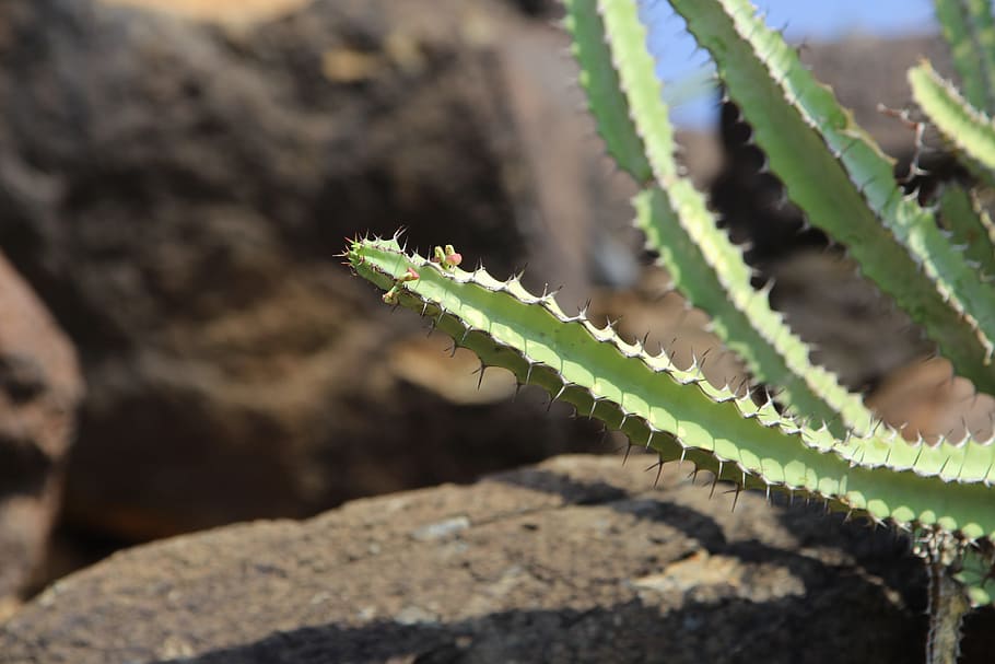 cactus, hill, rocks, sunny, plant, growth, succulent plant HD wallpaper