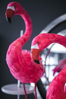 Pink Flamingo Home Decorations, interior, bird, animal, wildlife HD wallpaper