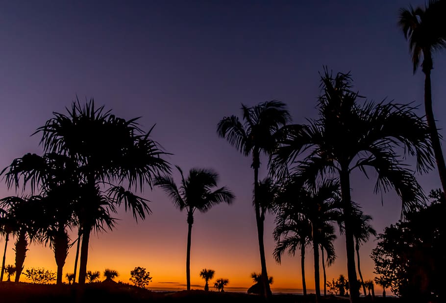 silhouette of trees during nighttime, trees on golden hour, sunset HD wallpaper