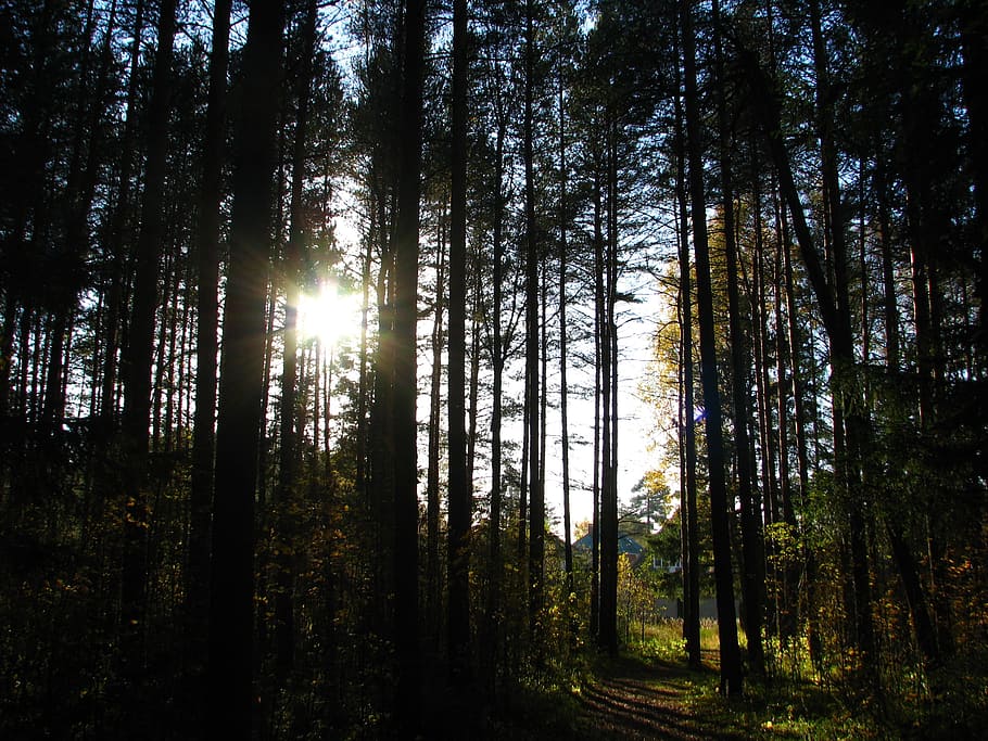 forest, road, silence, nature, trees, pine, landscape, autumn HD wallpaper