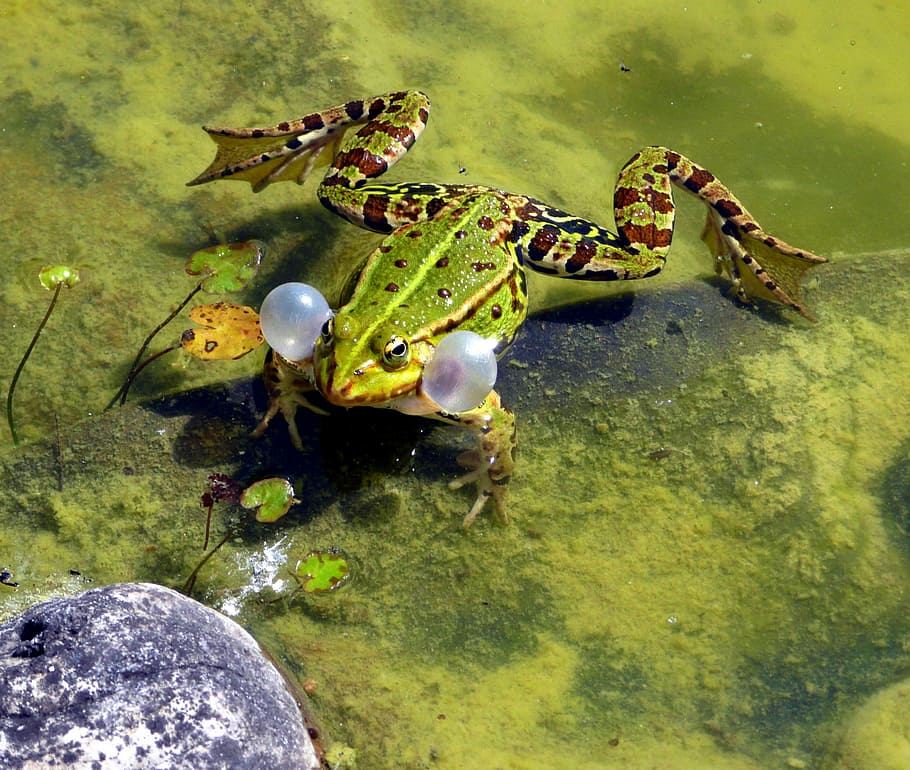 green frog blowing her gills, mating season, spring, croaking HD wallpaper