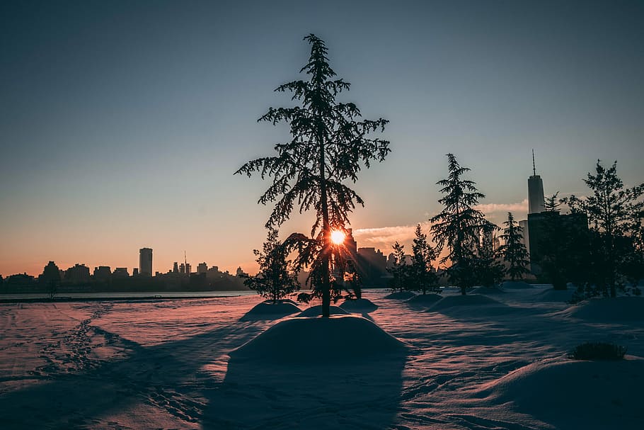 Sunrise, silhouette of pine tree on snow field, park, sunset HD wallpaper