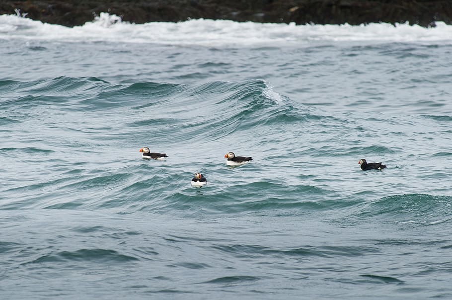 Swimming Atlantic Puffins, four Atlantic puffin birds, waves HD wallpaper