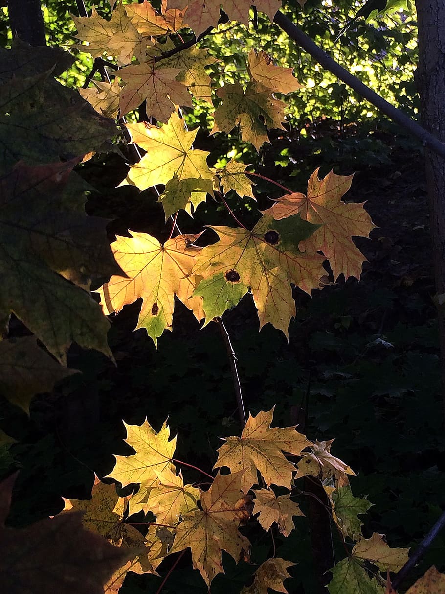 maple, september leaves, autumn, light, leaf, plant part, change HD wallpaper