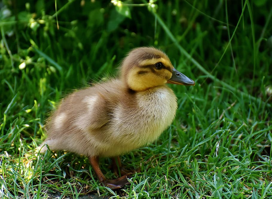 duckling on grasses during daytime, chicks, ducklings, mallard HD wallpaper