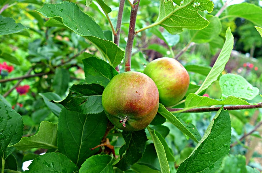 Apple Tree, Fruit, Orchard, season, food, fresh, healthy, organic HD wallpaper